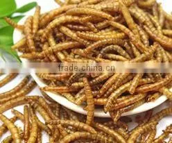 Wholesale Bulk Dried Mealworms for Bird Food thumbnail-1