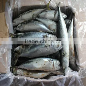 2015 July New Arrival Frozen Mackerel Fish on Sale From China thumbnail-1
