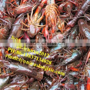 Shrimp Grader Machine /crayfish Grading Machine thumbnail-2