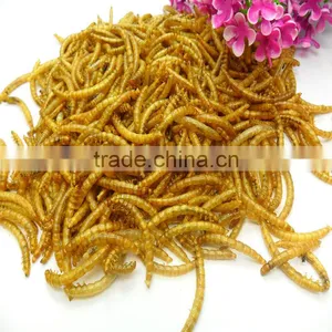 Dried Mealworms With Best Quality and Reseasonable Price thumbnail-2