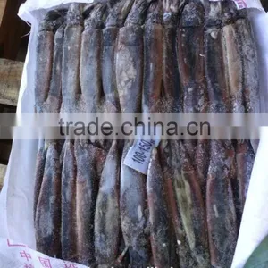 Switzerland of Illex Squid thumbnail-1