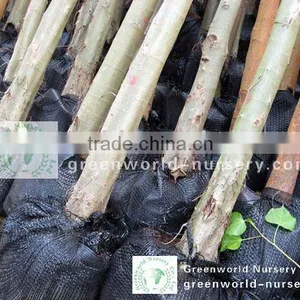 Ficus Religiosa for Middle-east thumbnail-1