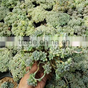 Graptopetalum Pachyphyllum Bluebean / Succulent Echeveria Blackberry thumbnail-2
