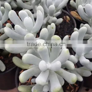 Echeveria Decorative Plants Echeveria, Succulent Plants, Tropical Plants thumbnail-1