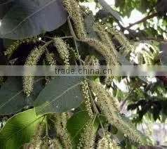 SAPTAPARNA thumbnail-1