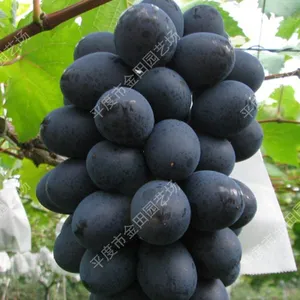 Moldova Grape Seedlings Grape Vines thumbnail-1