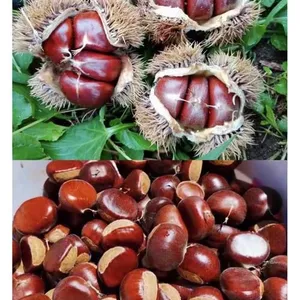 Authentic Qianxi Chestnut Wholesale | Premium Sweet China Chestnut Supplier thumbnail-2
