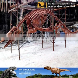 MY Dino-C074 Dinosaur Park Articulated Skeleton Models thumbnail-6