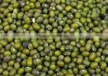 MUNG BEANS thumbnail-4
