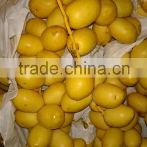 Fresh Egyptian Dates Saison 2016 thumbnail-1