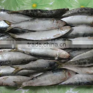 Whole Round Frozen Sardine Fish ( SARDINA MELANOSTICTUS ) thumbnail-1