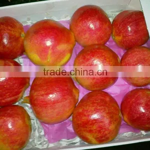 SGS Quality Certification of Egyptian Pomegranates thumbnail-2