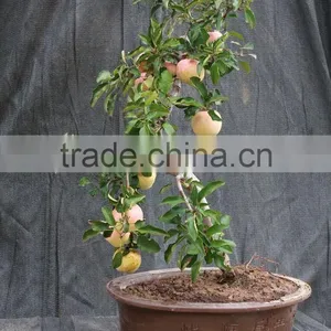 Fruit Tree Seedling thumbnail-3