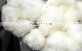 Indian Raw Cotton (Shankar-6) thumbnail-5