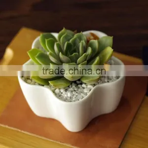Indoor Small White Ceramic Flower Shape Flower Pot for Succulents thumbnail-3