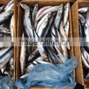 2016 HOT SALE SHIPFROZEN &SeaFrozen Pacific Mackerel 200-300g thumbnail-3