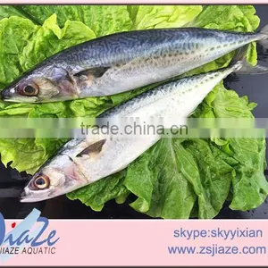 Frozen Whole Round Mackerel thumbnail-1