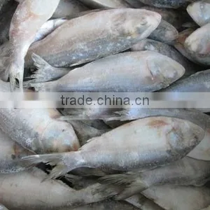 Frozen Sardine Fish thumbnail-1