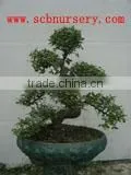 Chinese Elm Indoor Plant thumbnail-1