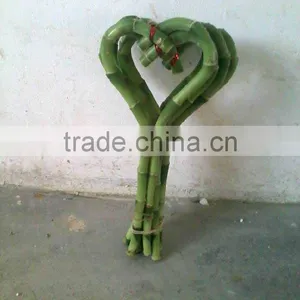Lucky Bamboo Dracaena Sanderiana Heart Shape thumbnail-2
