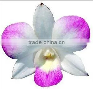 Thailand Top Quality D-003 Dendrobium Young Star Orchid thumbnail-1