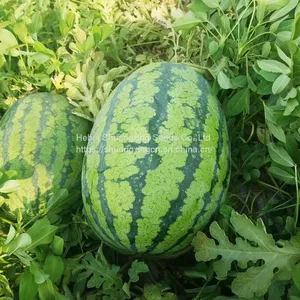 Emperor Chinese High Quality Hybrid Watermelon Seeds for Growing thumbnail-2
