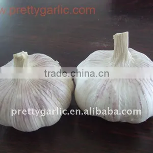 Normal White Garlic 2011 thumbnail-1