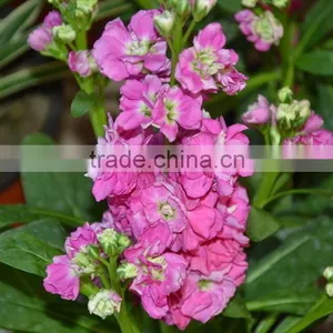 Fresh Cut Useful Cut Violet Flower thumbnail-3