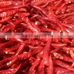 334 Red Chilli thumbnail-1