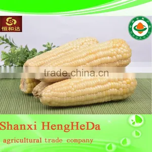 More Color Corn Supplier thumbnail-6