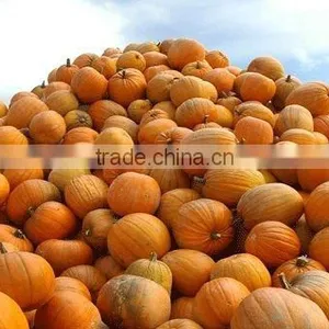 Cold Press Natural Pumpkin Seed Oil thumbnail-1