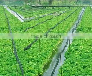 Wasabi Price Reasonable thumbnail-2