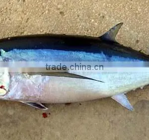 The Ship Frozen Bonito Fish thumbnail-1