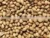 Coriander Seeds thumbnail-1