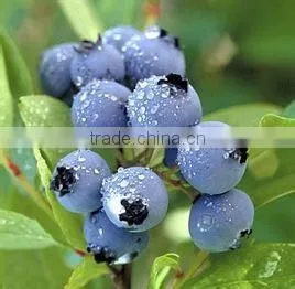 Canned Blueberry Pie Filling & Topping thumbnail-5