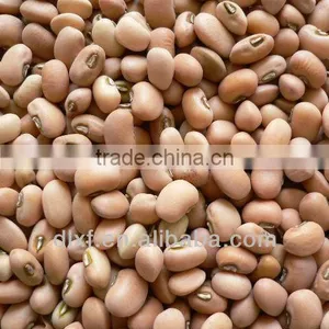 Pink Cowpea thumbnail-1