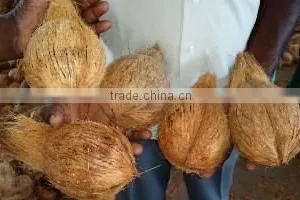 Coconut thumbnail-1