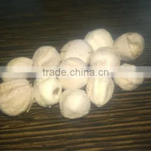 MORINGA SEED KERNEL thumbnail-1