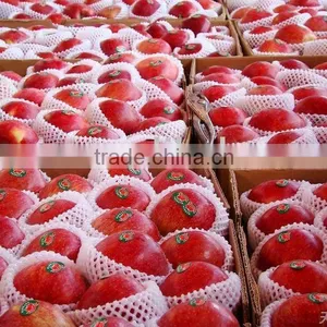 2015 Crop Fresh Red Delicious Apple thumbnail-1