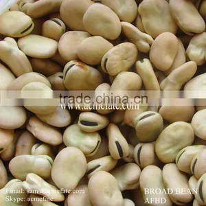 Hot Sales Delicious Dry Broad Beans/fava Beans thumbnail-1