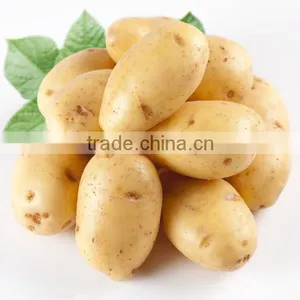 Fresh Healthy Yellow Potato For Sale thumbnail-1