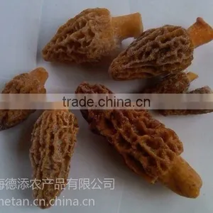 Frozen Processing Type Morels thumbnail-1