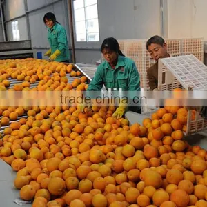 Orange Grading Machine Sorter Grader thumbnail-3
