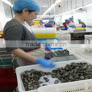 Wild Caught Frozen Black Clam thumbnail-3