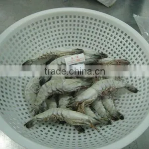 Shrimp thumbnail-1