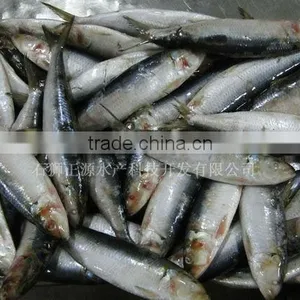 Frozen Sardine Sardinops thumbnail-1