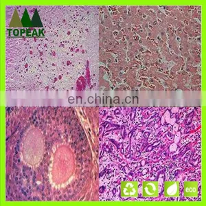 Laboratory Research Human Histology Prepared Microscope Slides Educational Prepared Slides thumbnail-2
