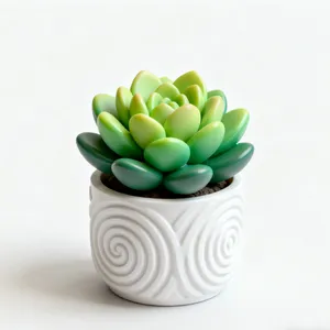 3D Printed Plant Ornament Models thumbnail-1