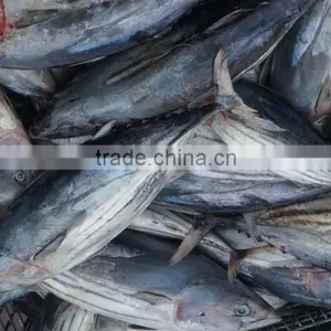 Seafrozen Tuna Fish thumbnail-1