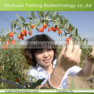 Zero Pesticide Residues Dried Goji Berry Fruit in Hot Selling thumbnail-4